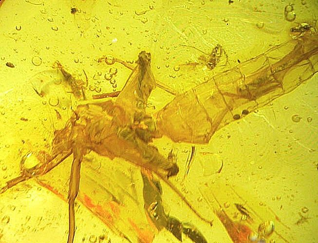 Mayfly exuvio fossil insect inclusion in Baltic amber  