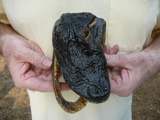   Def 21) 7 1/8 Deformed Gator ALLIGATOR Aligator HEAD teeth TAXIDERMY